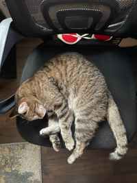 My cat Binx, a brownish-grey mackerel tabby with darker grey vertical stripes, laying on an office chair with his back bent so as to make the shape of a capital 'A'