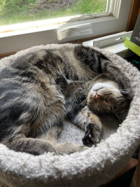 My cat Peef, a brownish-grey classic tabby with large black round stripes, laying in a grey cat tower in a weird position that presents his chest and face to the camera