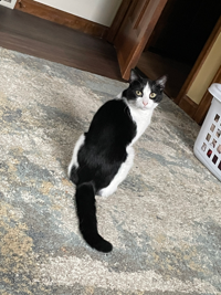 My cat Zen, a white and black tuxedo cat, sitting on a carpet looking backwards at the camera. He seems keen on leaving the room